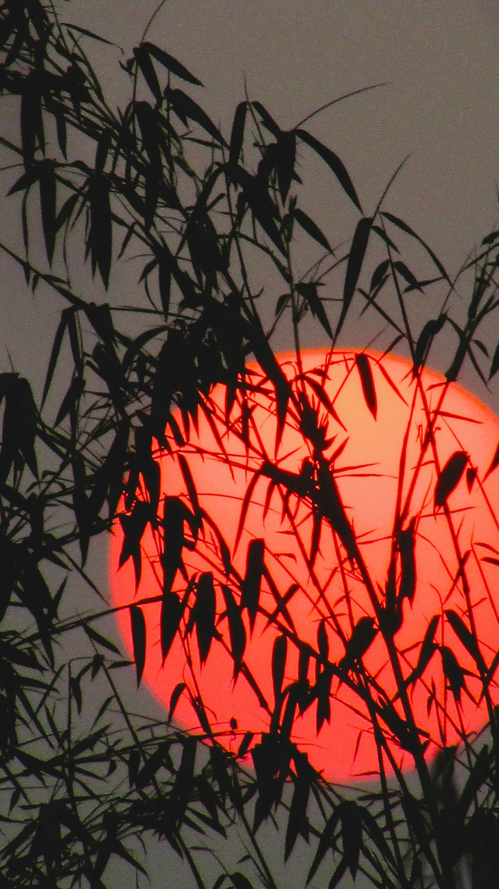 the sun is setting through the branches of a tree