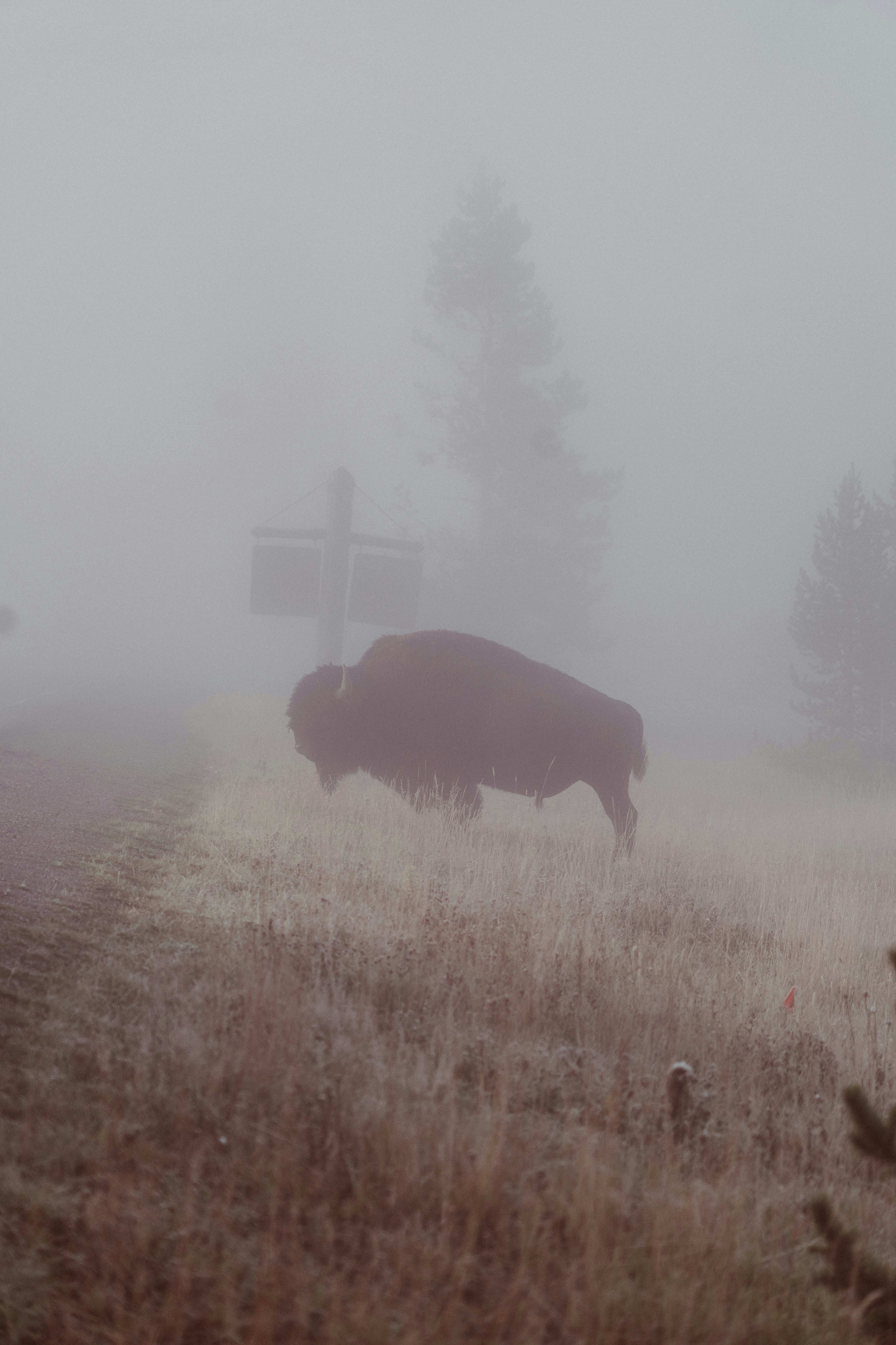 a bison grazes in a field on a foggy day