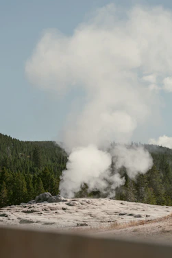 A panoramic view of Old Faithful erupting with a backdrop of pine forests under a clear blue sky.