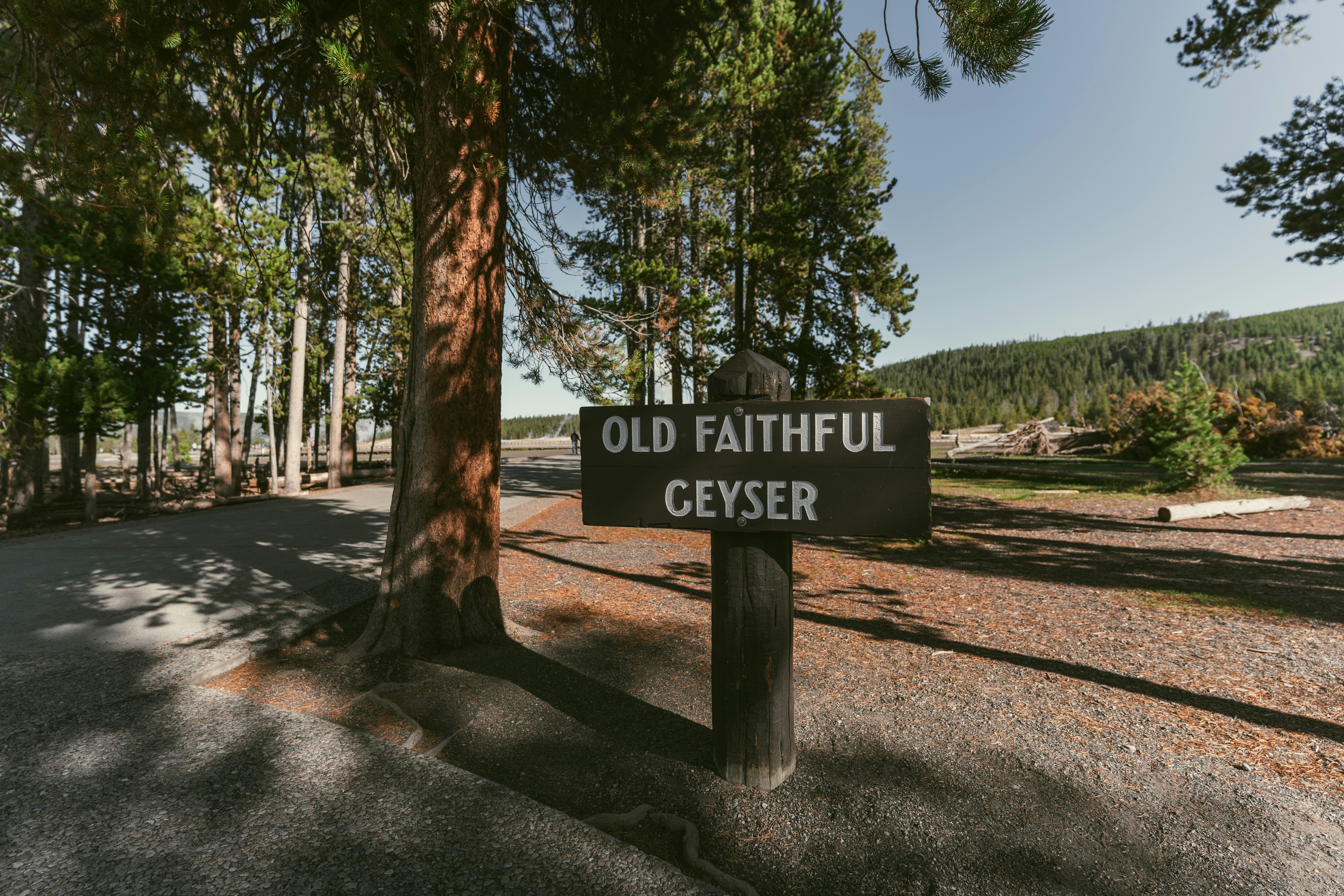 Memorial Tree Park