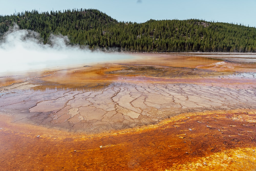 a hot spring surrounded by a forest of trees