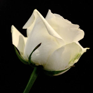 Side view of a single white rose showcasing its perfect petal layers and fresh green stem