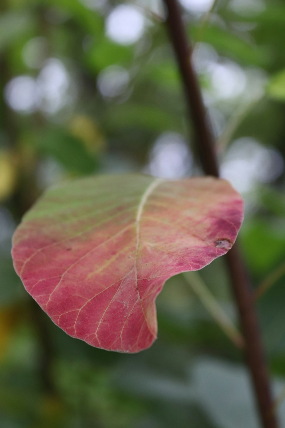 a close up of a leaf on a tree