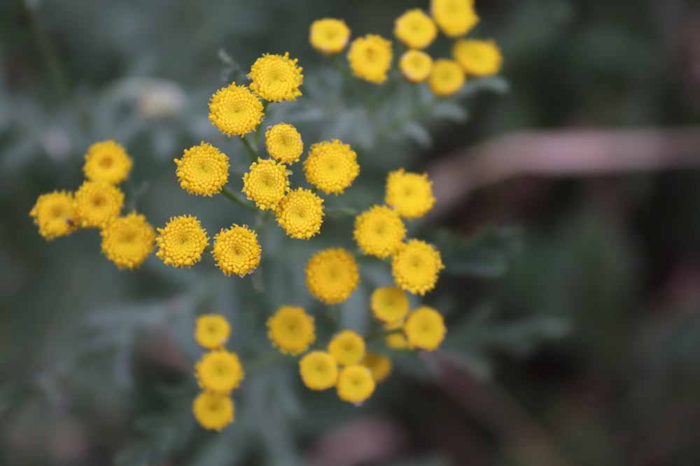 a bunch of small yellow flowers in a field