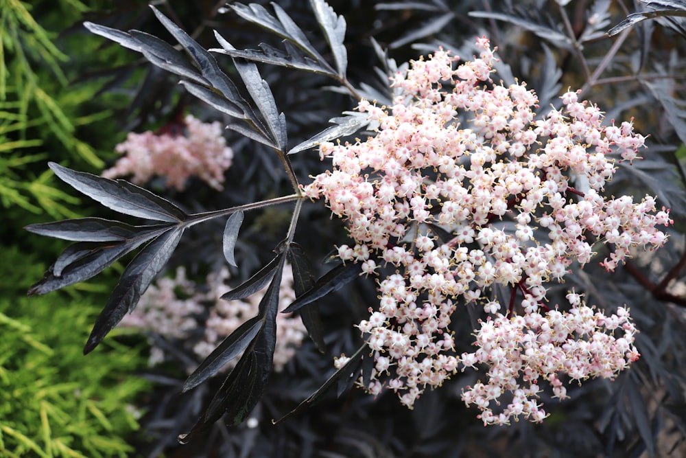 a bunch of flowers that are on a tree