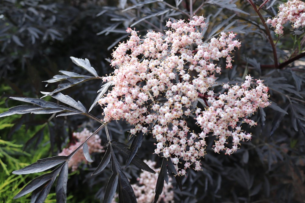 un mazzo di fiori che sono su un albero