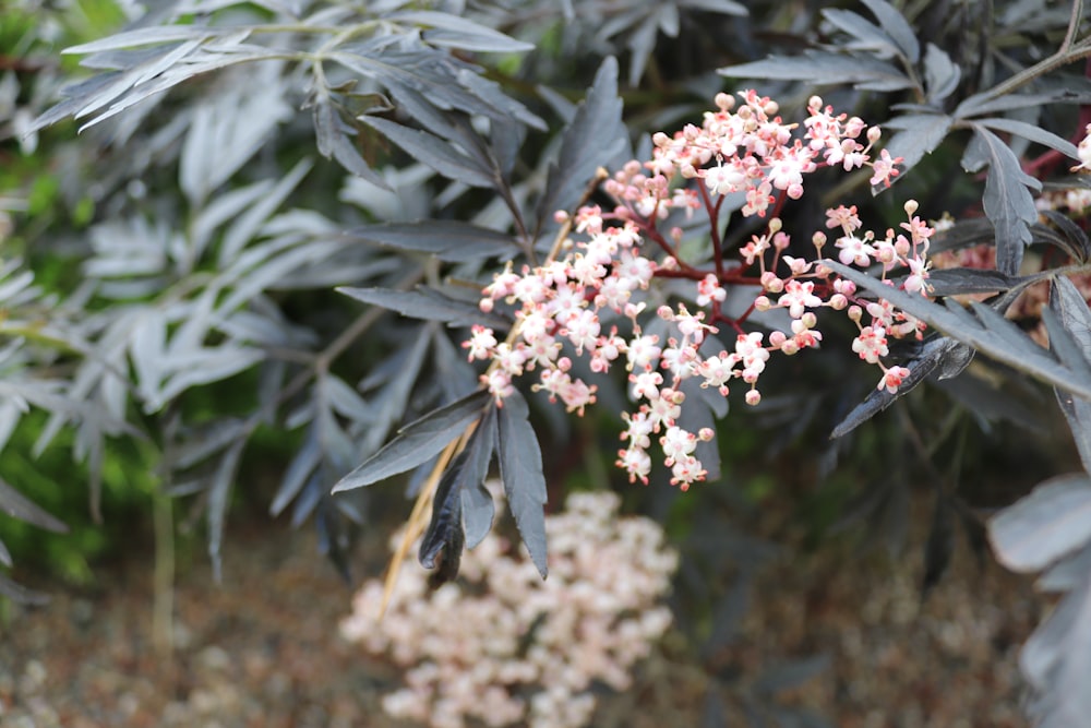 a bunch of flowers that are on a tree