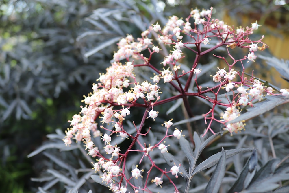 a close up of a plant with white flowers