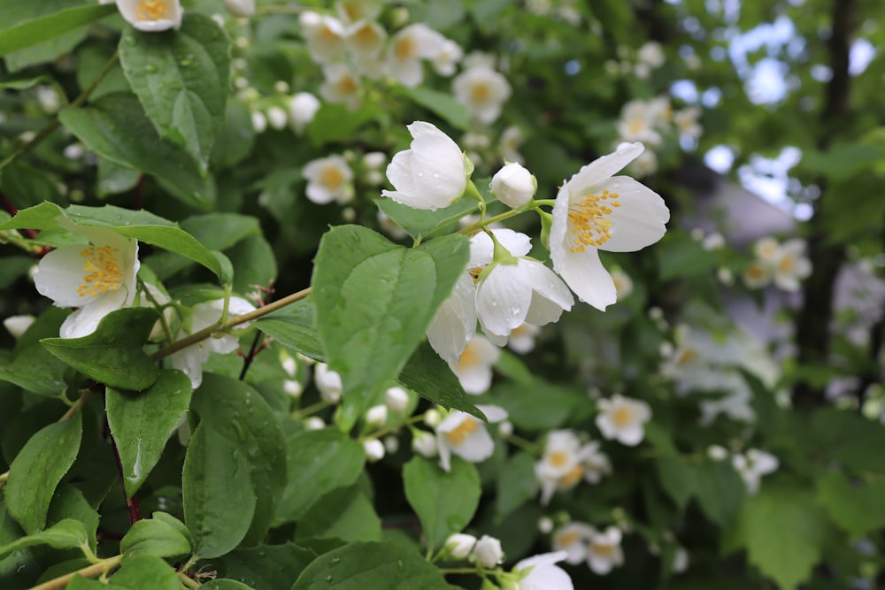 a bush with white flowers and green leaves