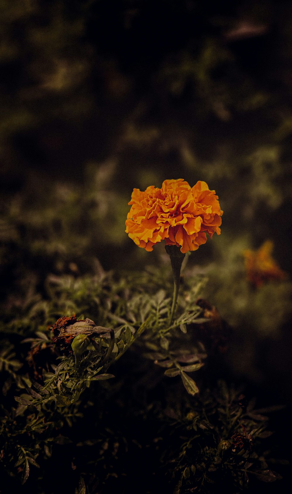 a single orange flower sitting on top of a lush green field