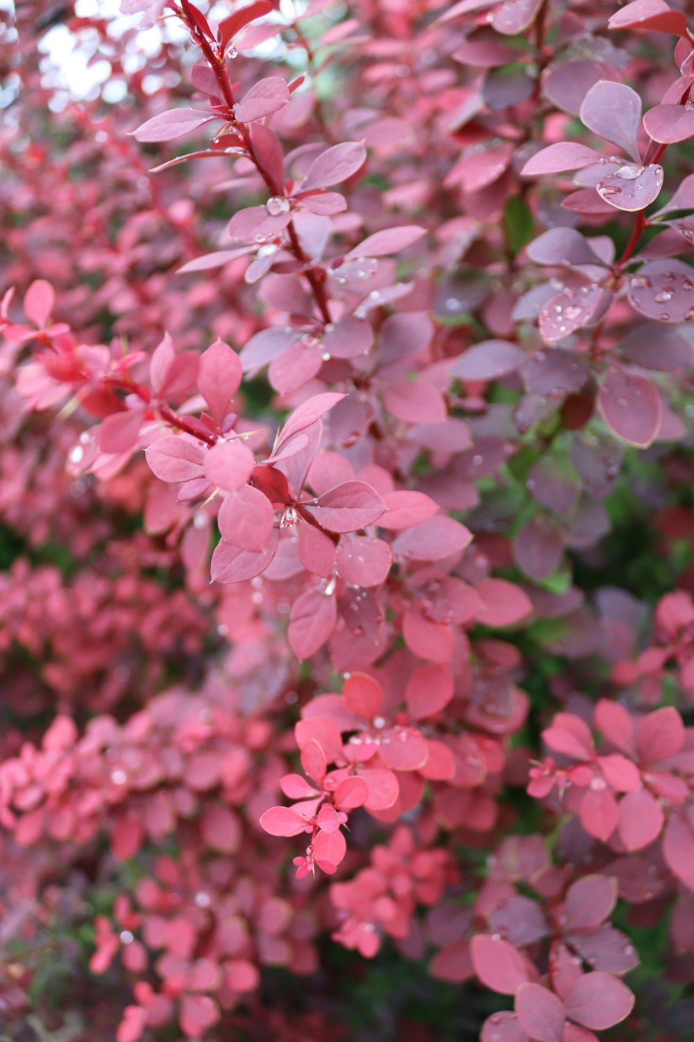 a bush of pink flowers with water droplets on them