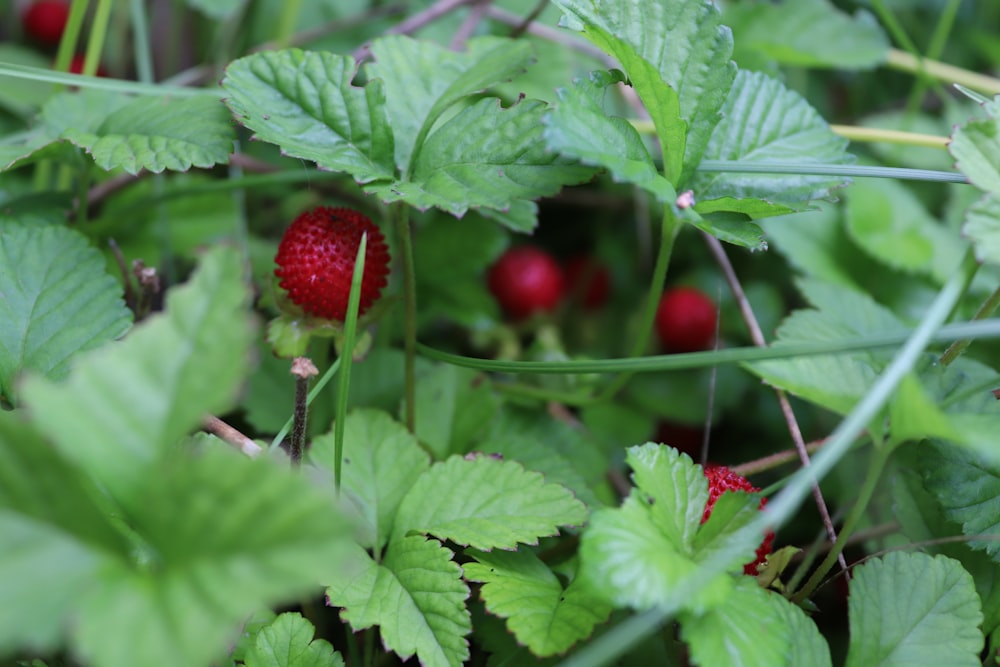 raspberries growing in a bush with green leaves