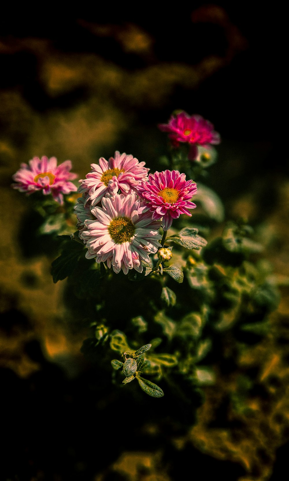 a group of pink flowers sitting on top of a green plant