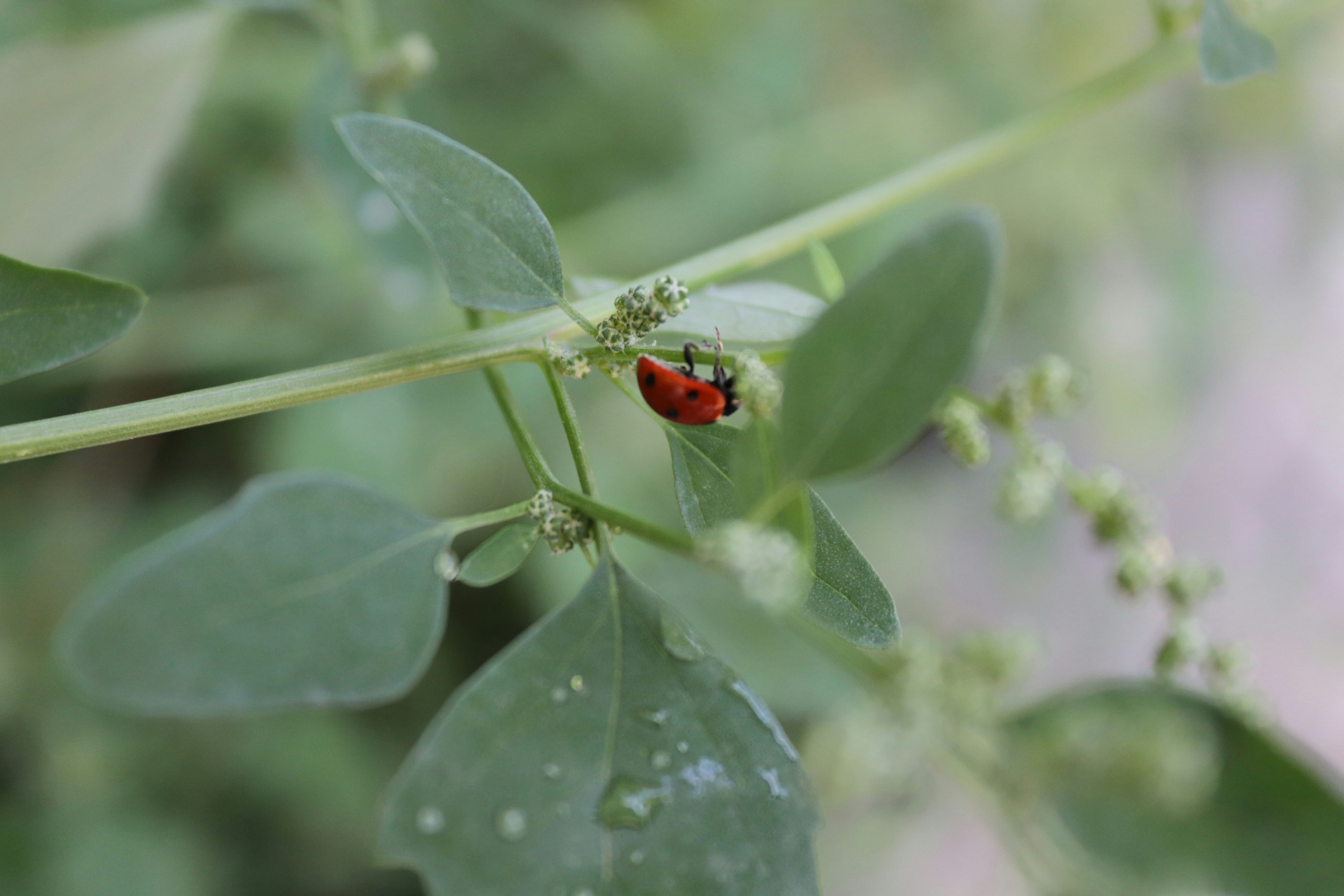 A lady bug sitting on top of a green leaf photo – Free Ladybug Image on ...