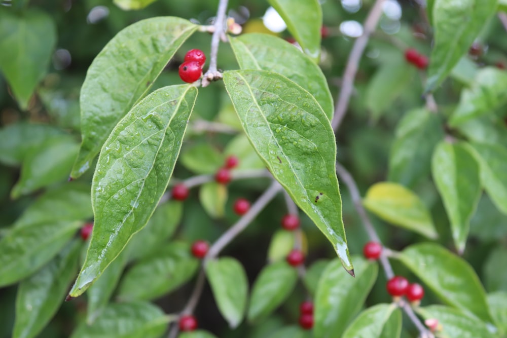 a close up of leaves and berries on a tree
