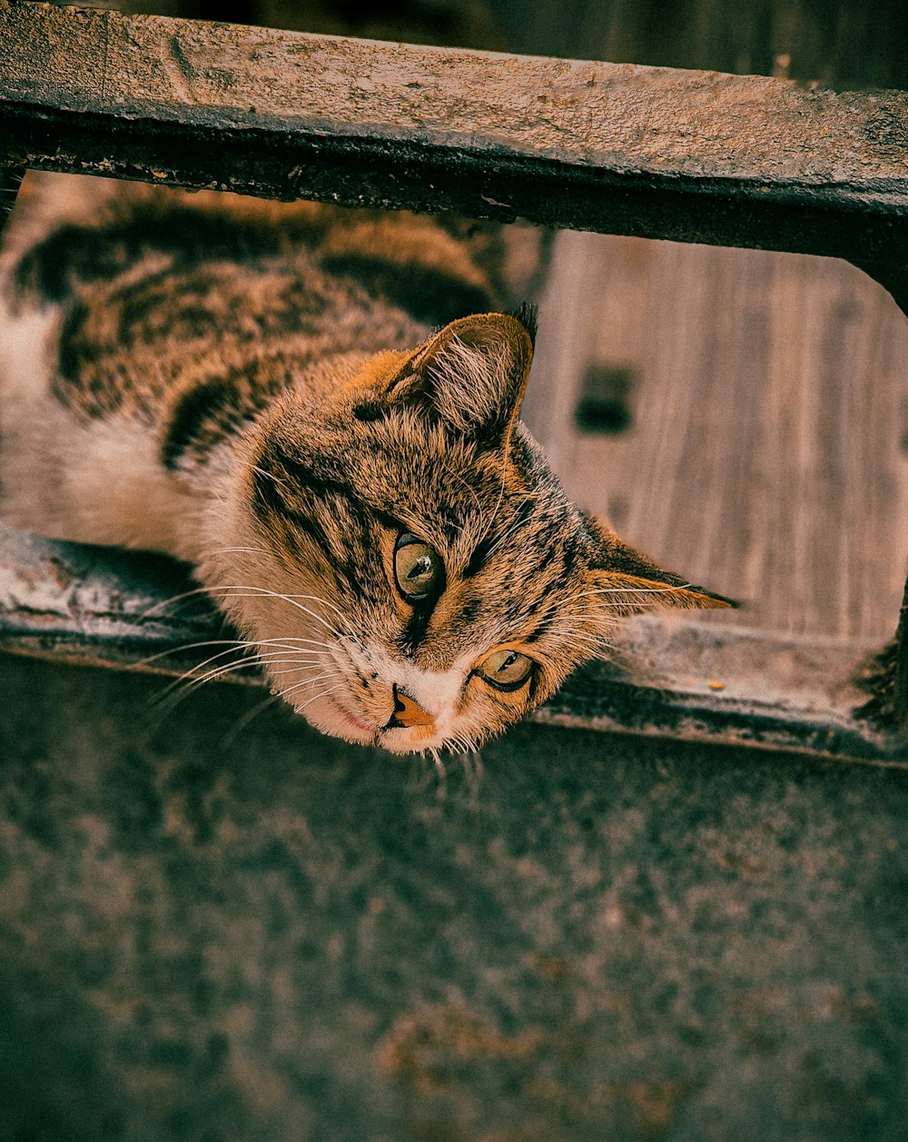 eine Katze, die sich auf den Boden legt