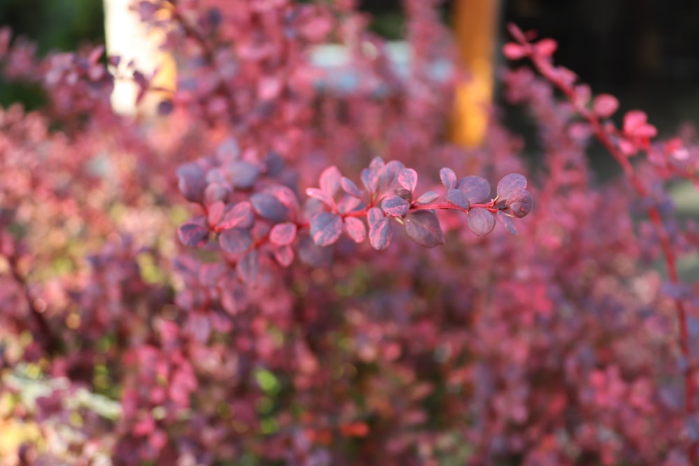 a close up of a bush with purple flowers