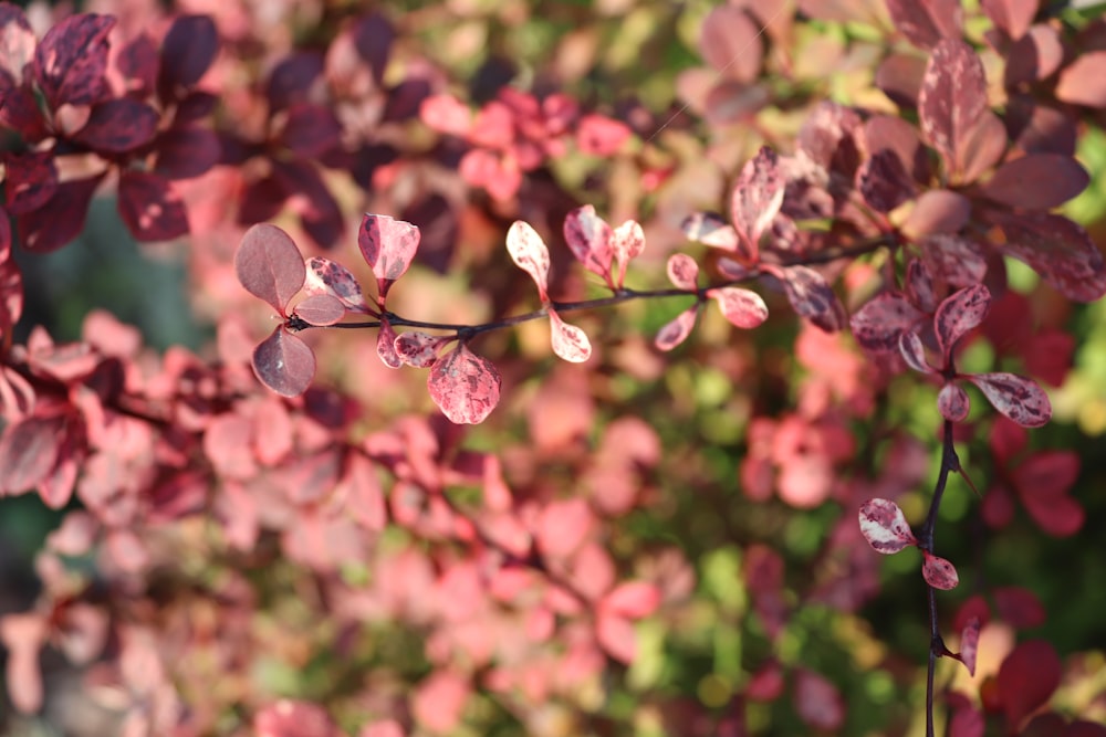 a close up of a tree with pink leaves