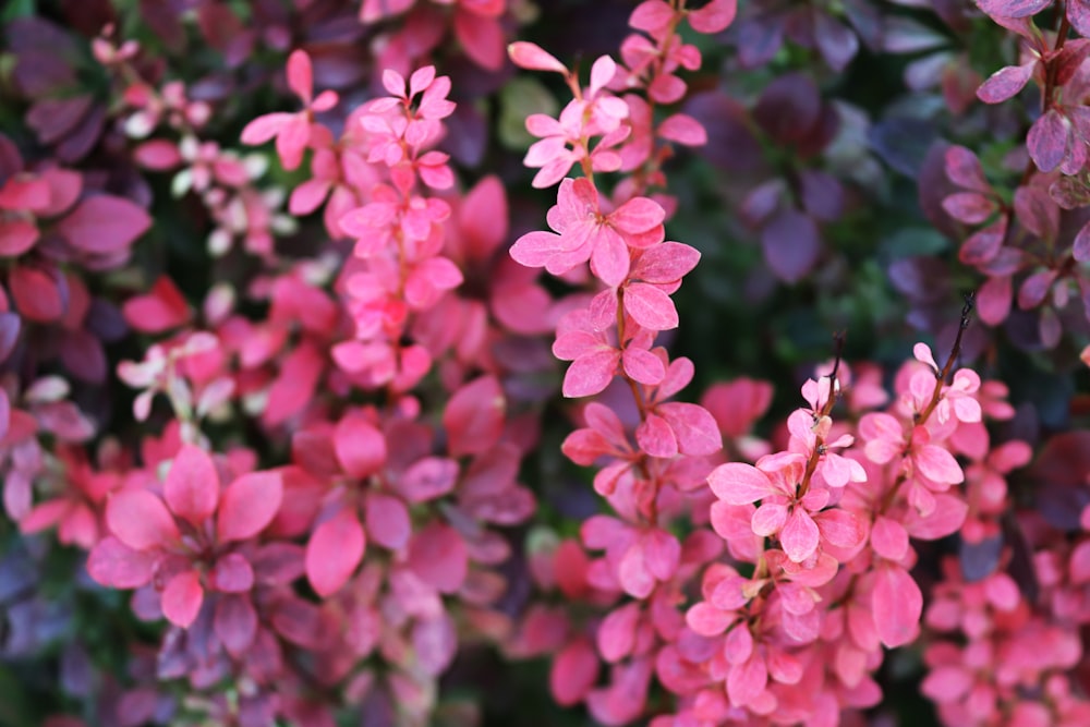 a bunch of pink flowers that are blooming