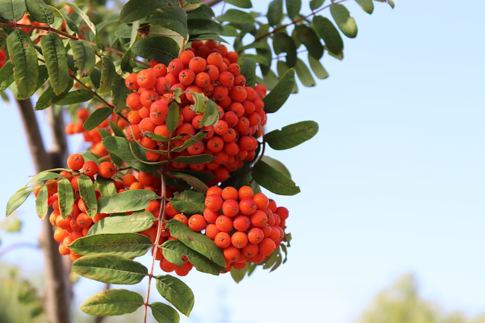 a bunch of berries hanging from a tree