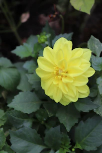 Bright yellow dahlias glowing under sunlight in a garden bed.
