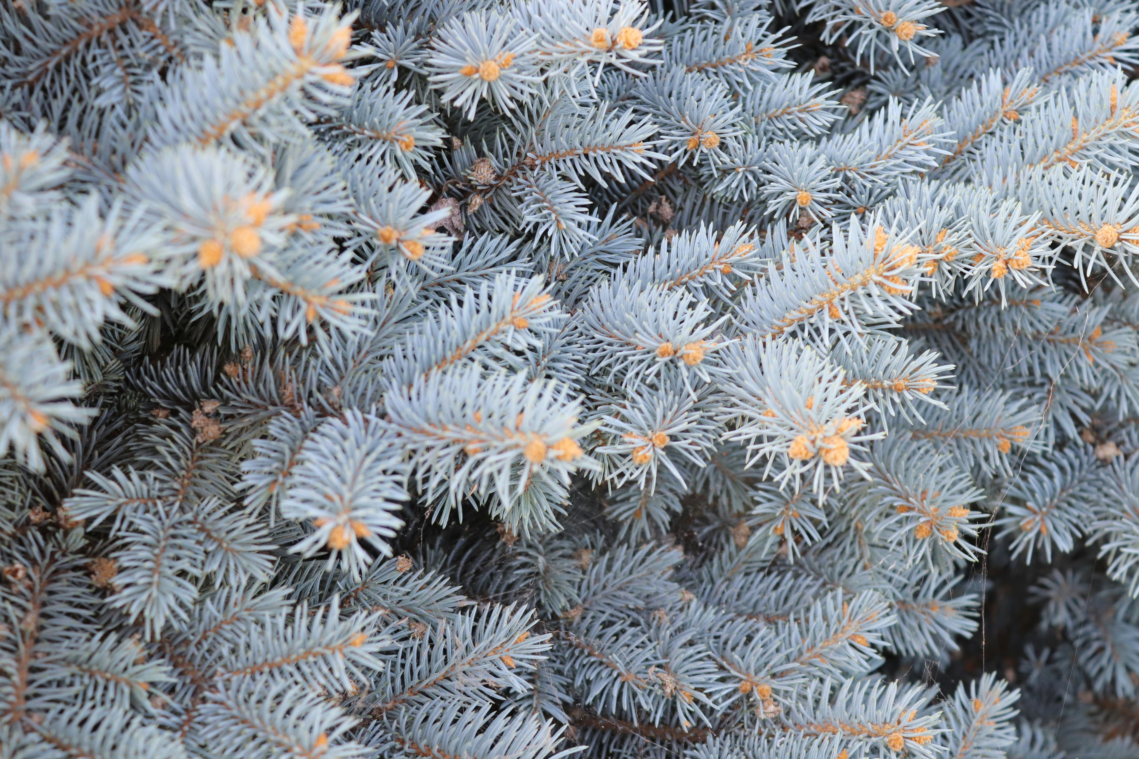 a close up of a pine tree branch