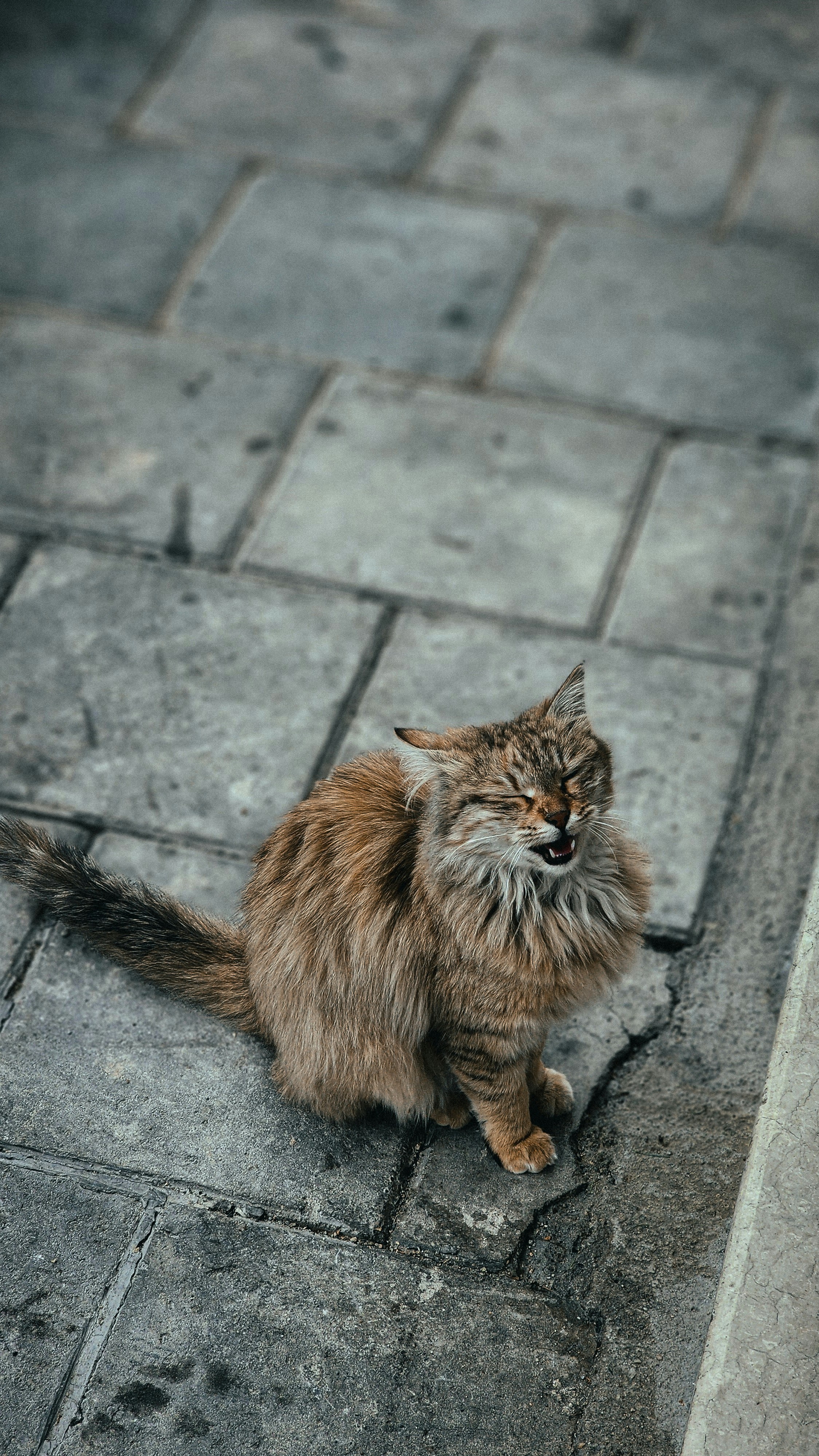 LaPerm: The Wild Curls (image credits: unsplash)