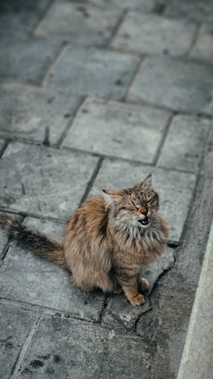 a cat is sitting on the ground and yawning