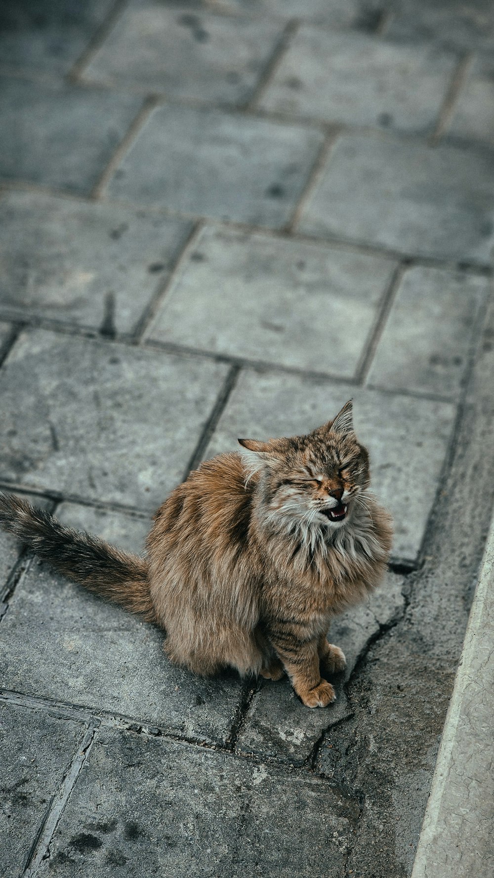 a cat is sitting on the ground and yawning
