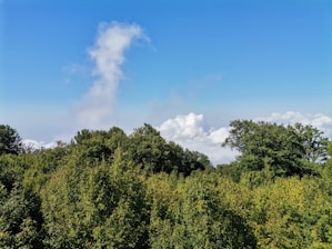 Volunteers planting young trees in a lush green forest under a bright sky.