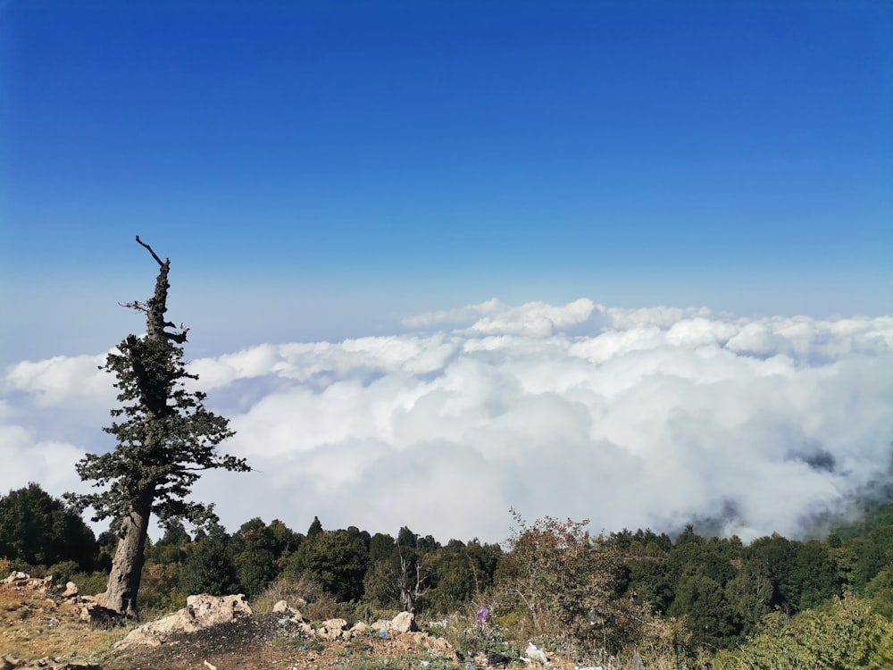 a lone tree on a hill above the clouds