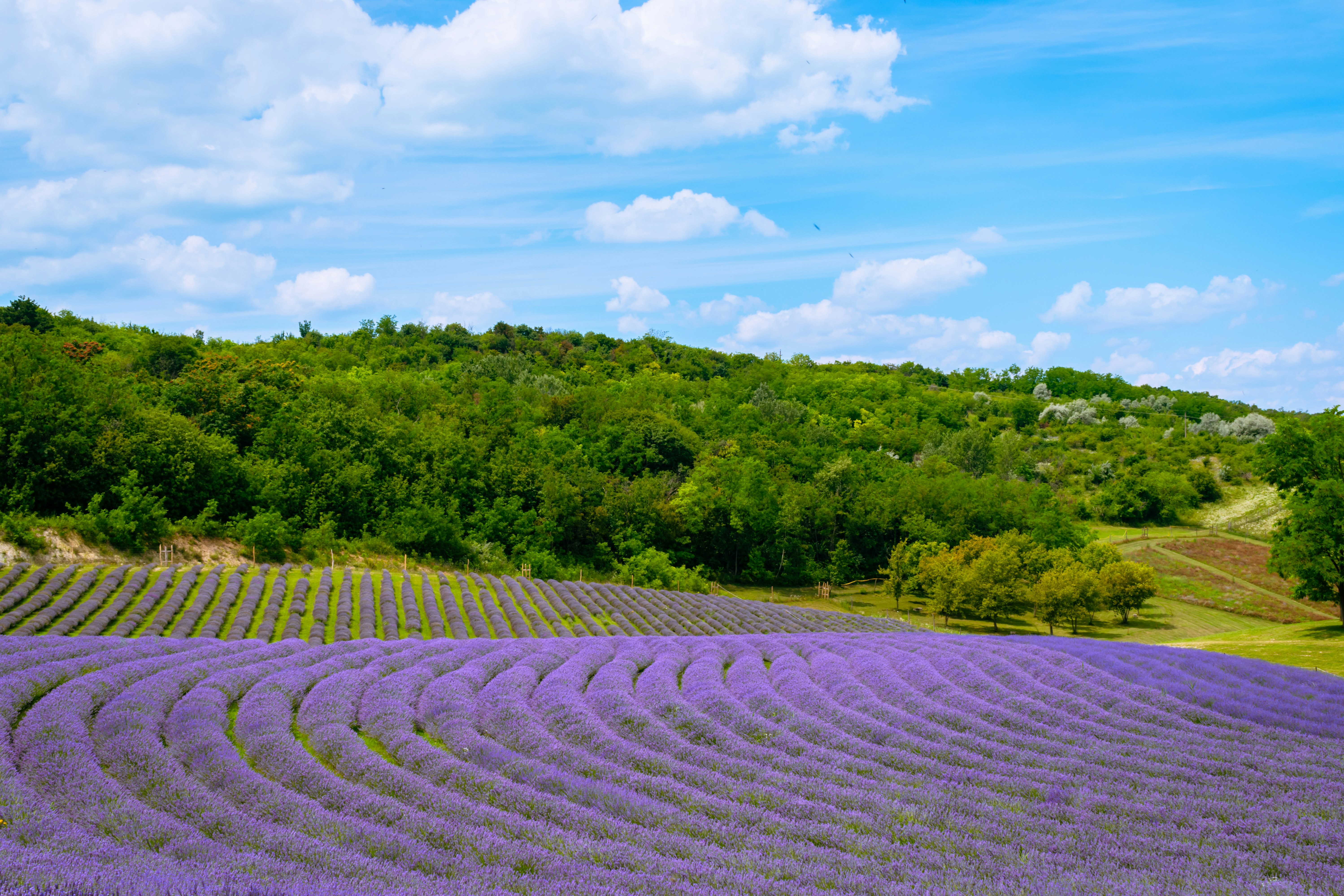 A field of lavender plants