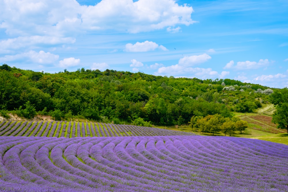 a field of lavender flowers with trees in the background