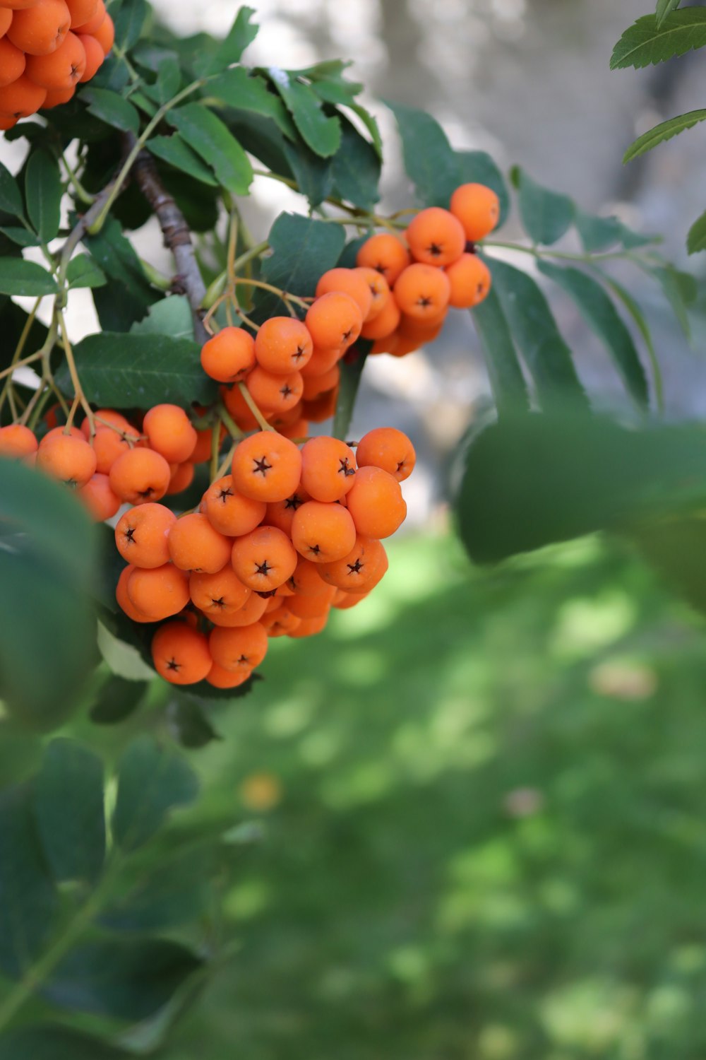 a bunch of orange berries hanging from a tree