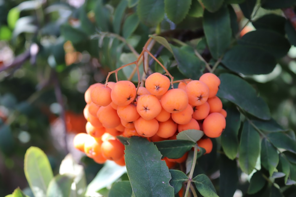 a bunch of oranges hanging from a tree