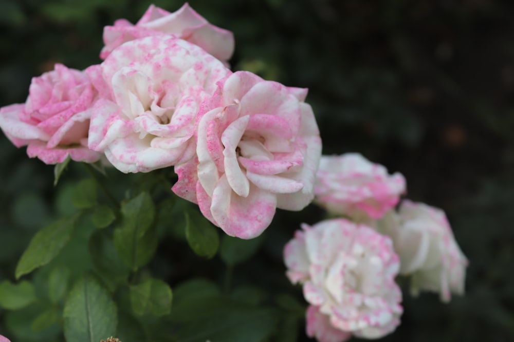 pink and white flowers blooming in a garden