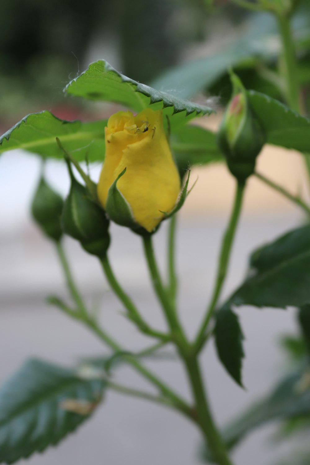 a close up of a yellow flower with green leaves