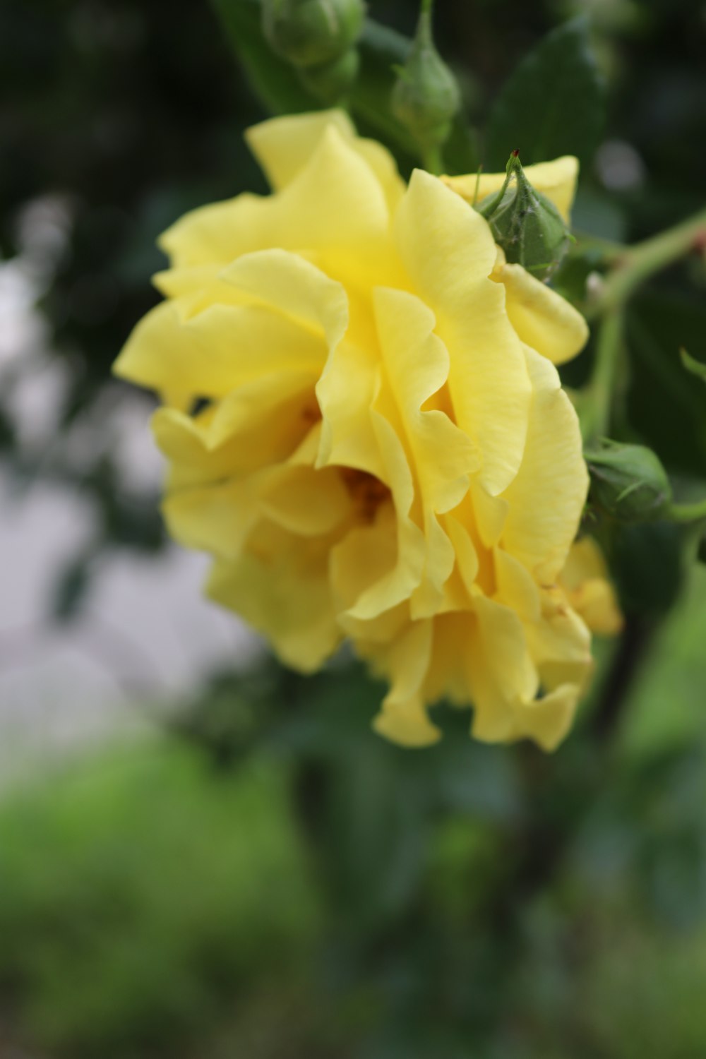 a close up of a yellow flower on a tree