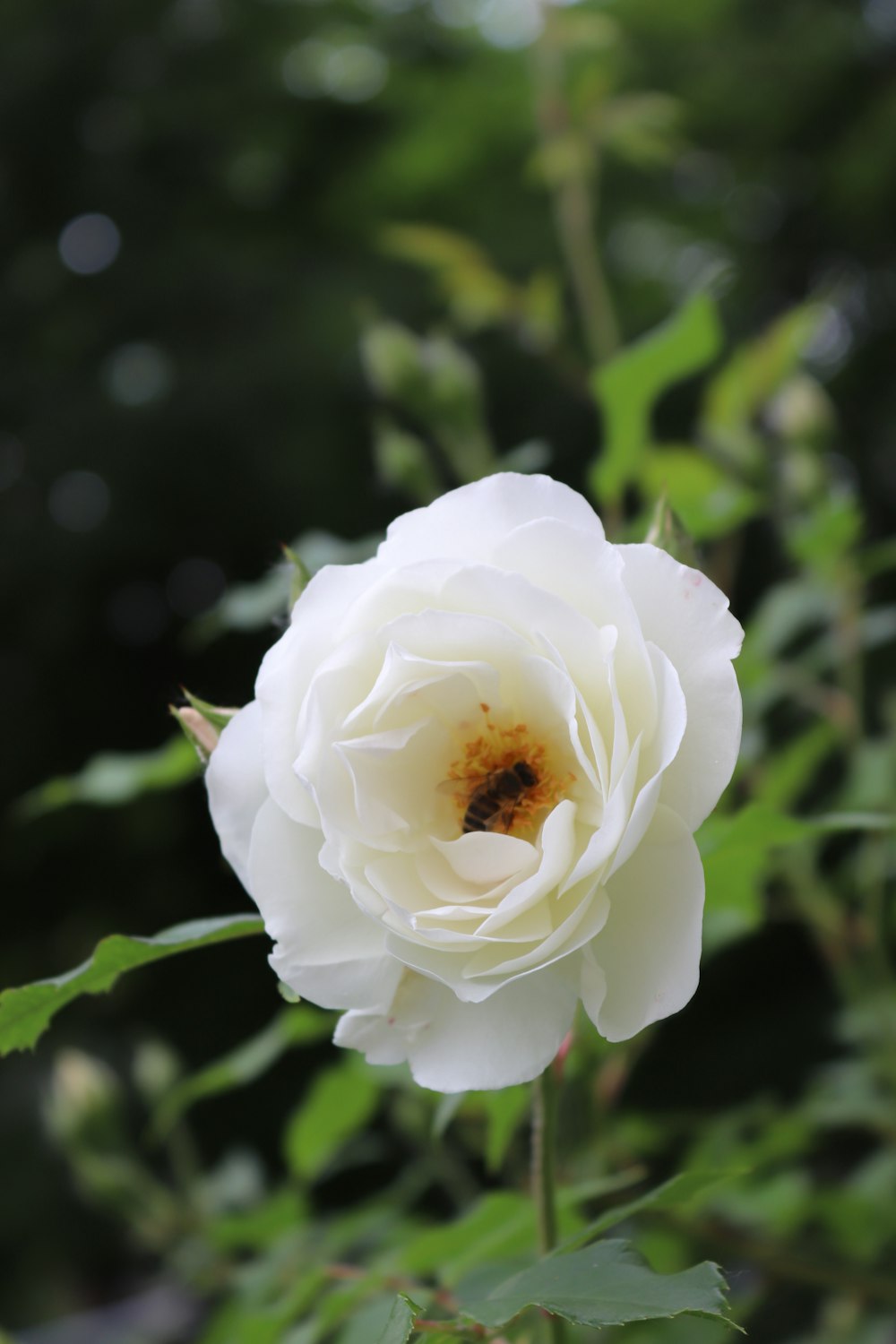 a white rose with green leaves in the background