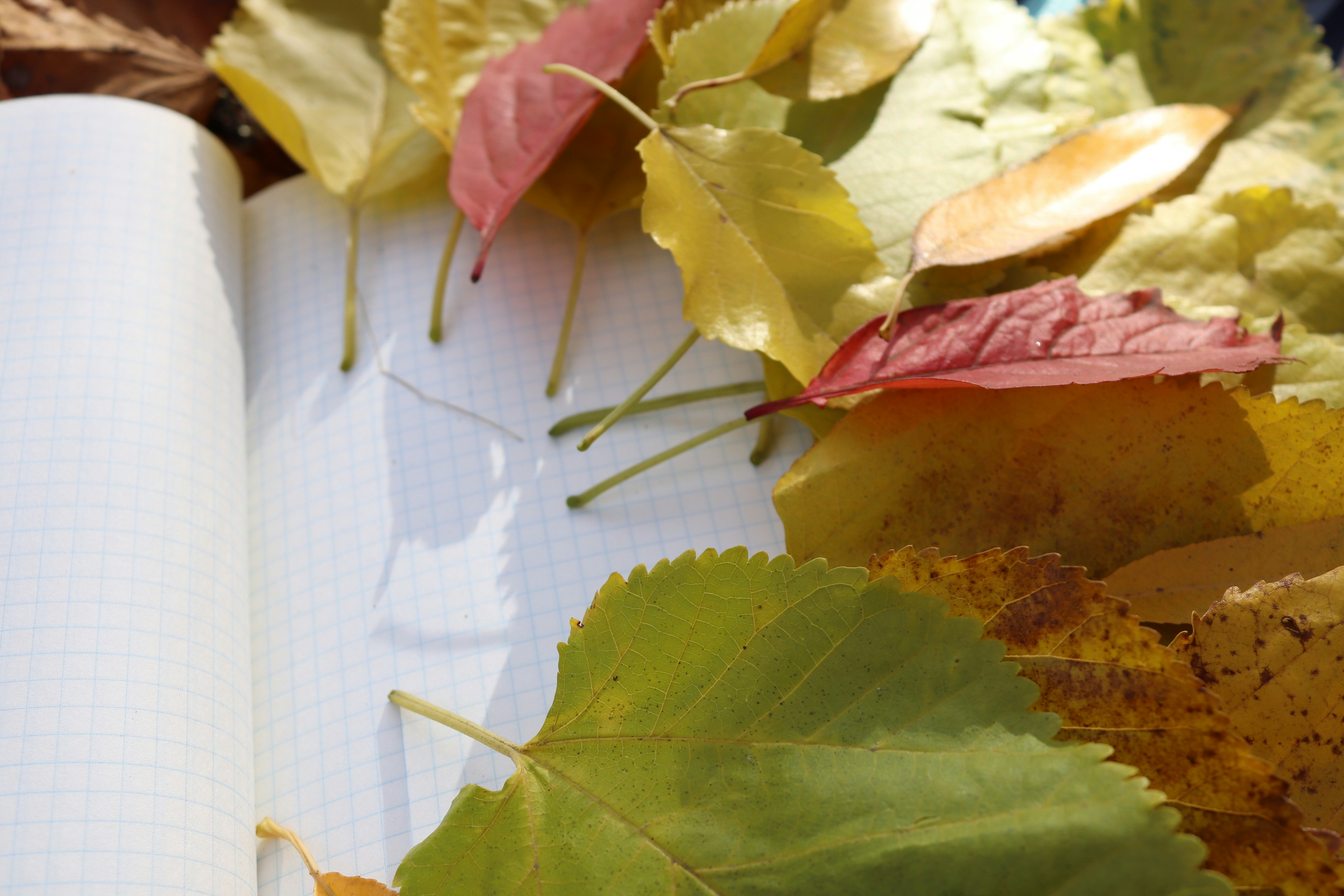 a notebook and some leaves on a table