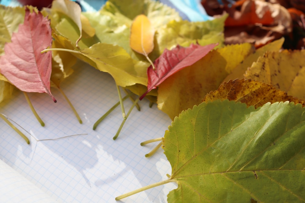 a bunch of leaves laying on top of a sheet of paper