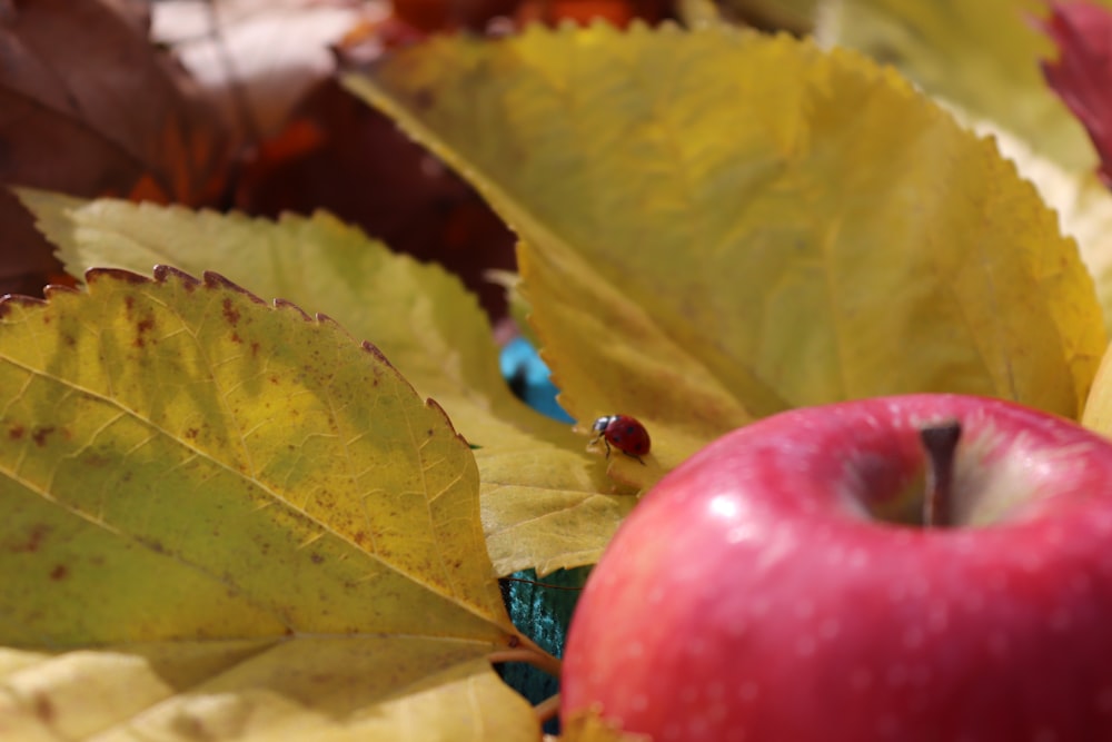 uma maçã vermelha sentada em cima de uma pilha de folhas