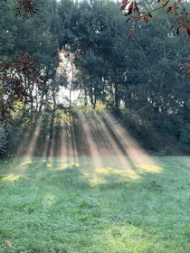 the sun is shining through the trees in the field