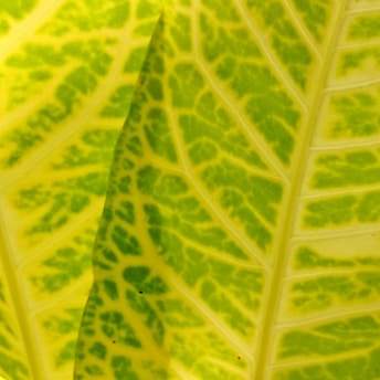 Close-up of a vibrant botanical macro texture with glowing molecular patterns intertwined.