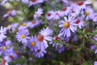 a bunch of purple flowers with yellow centers