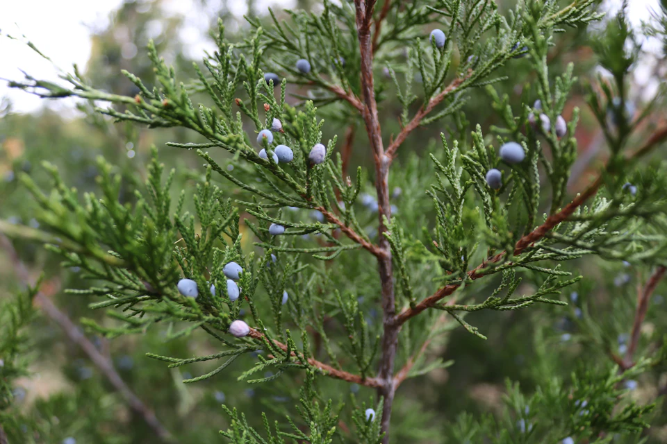 Close-up view of a tree branch with numerous small blue berries on it