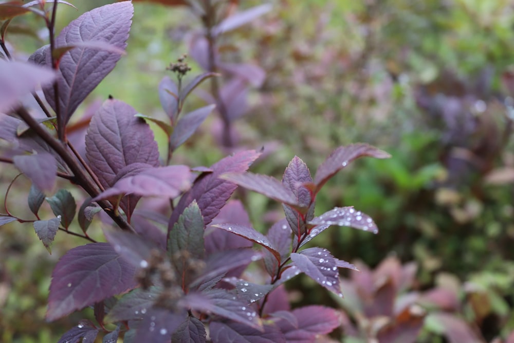 a close up of a purple plant with water droplets on it