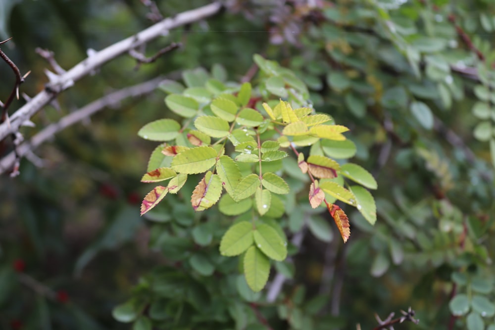 a close up of a tree branch with leaves