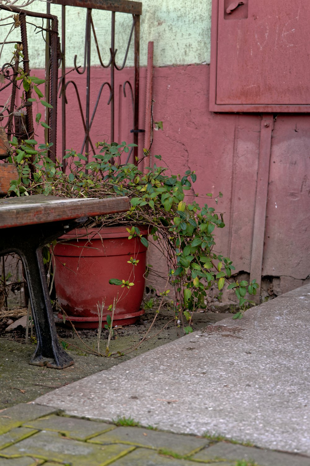 a bench with a bunch of plants growing on it