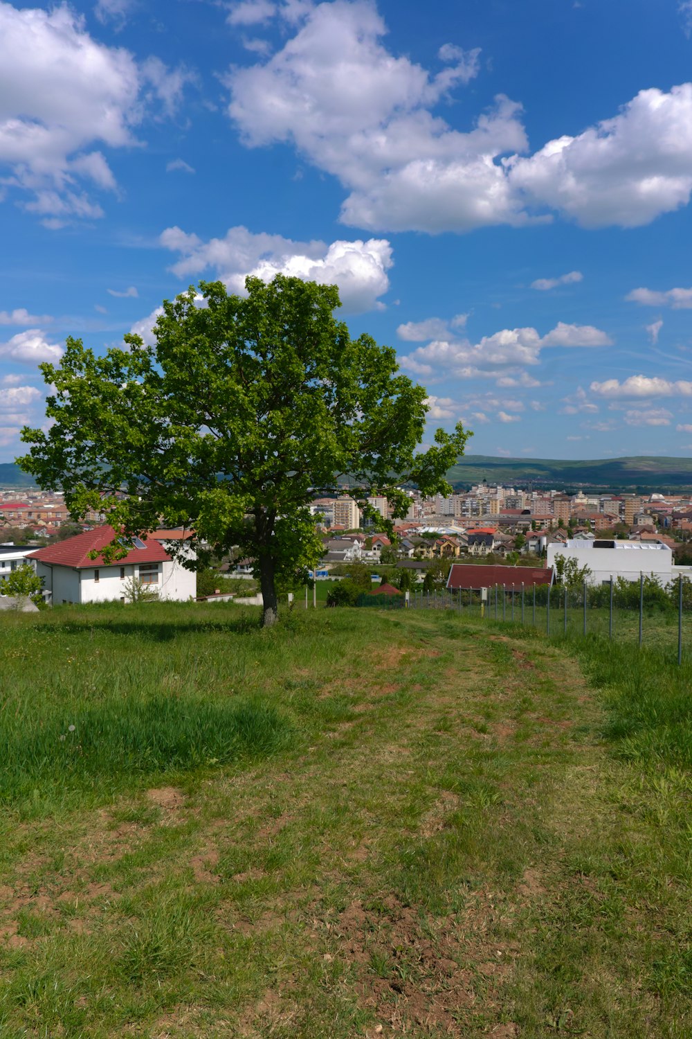 a lone tree in a grassy field with a city in the background